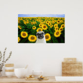 Pug in Sunflowersポスター ポスター (キッチン)