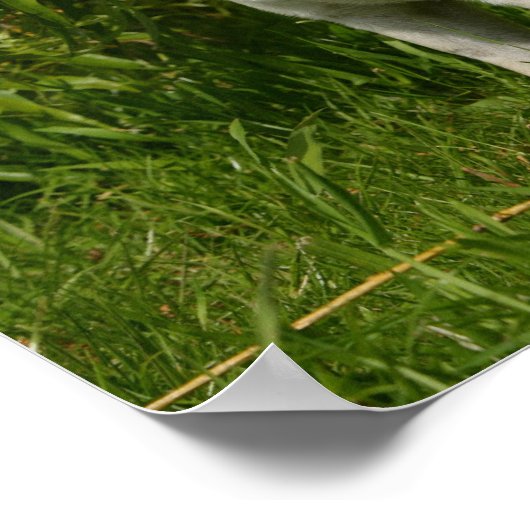 Pug Looking At Camera ポスター (角)