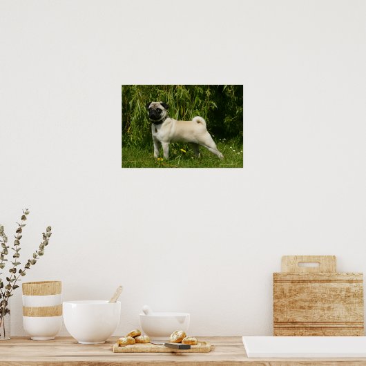 Pug Looking At Camera ポスター (キッチン)