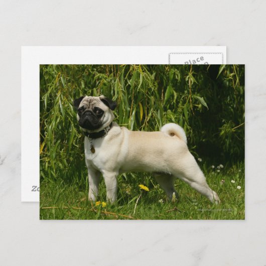 Pug Looking At Camera ポストカード (正面/裏面)
