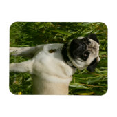 Pug Looking At Camera マグネット (横)