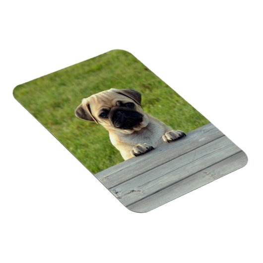 Pug Pup Photo マグネット (右側)