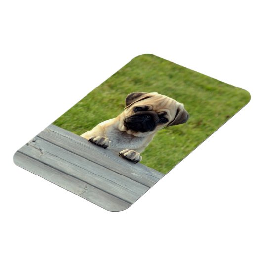 Pug Pup Photo マグネット (左側)