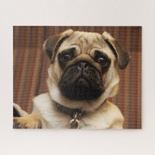 Pug Puppy Dog ジグソーパズル