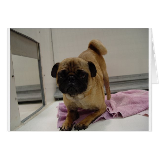 pug pupy.png (正面横)