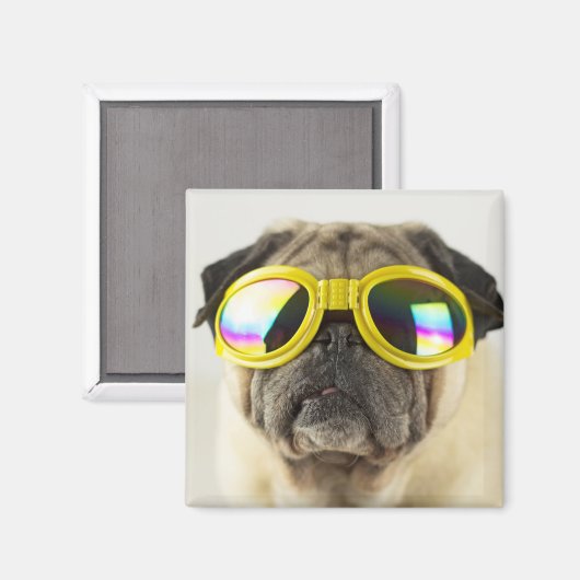 Pug with Goggles マグネット (正面/裏面)