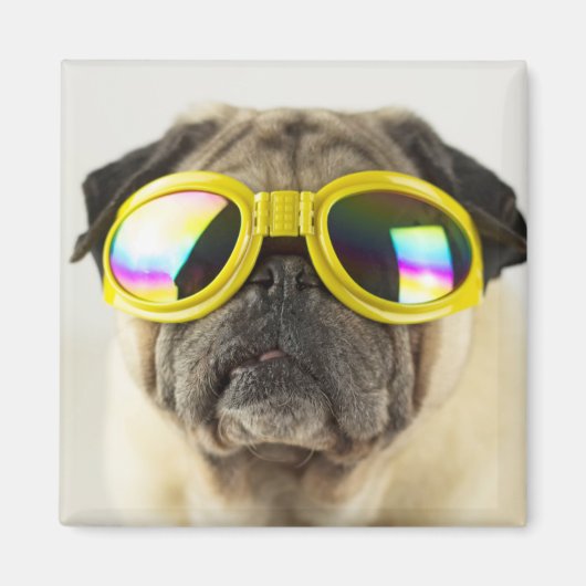 Pug with Goggles マグネット (正面)
