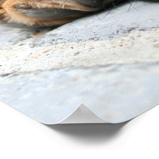 puggle puppy ポスター (角)