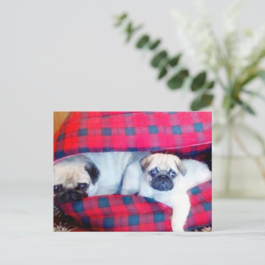Pugsはがき ポストカード (スタンド正面)