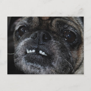 Pugs Pearly White Titesはがき ポストカード