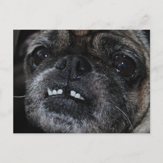 Pugs Pearly White Titesはがき ポストカード (正面)
