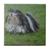 Puli愛らしい犬 タイル (正面)