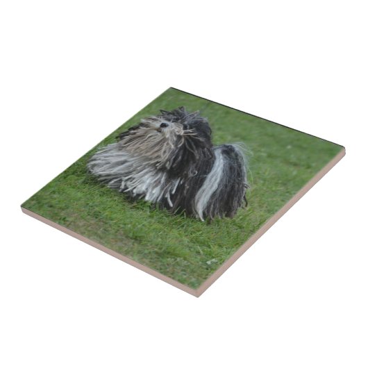 Puli愛らしい犬 タイル (側面)