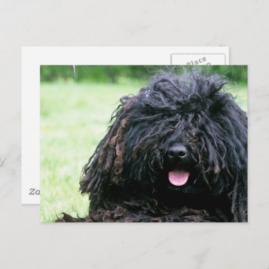 Puli犬の郵便はがき ポストカード (正面/裏面)