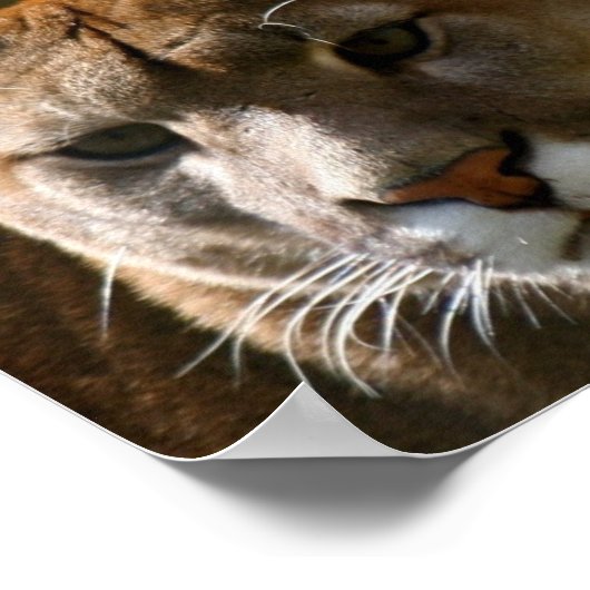 Puma Catポスター ポスター (角)