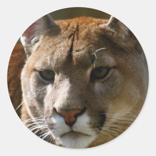 Puma Catsスタンプ ラウンドシール (正面)