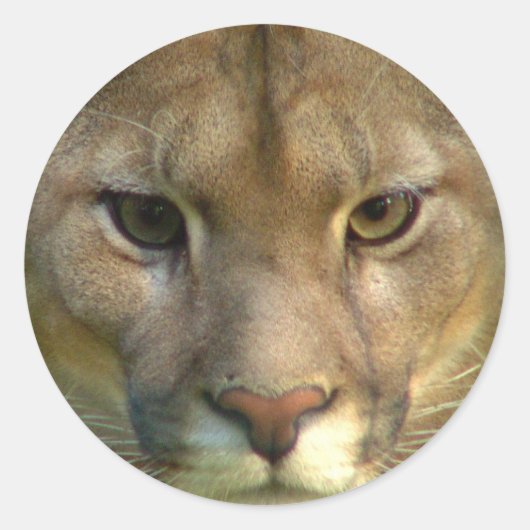 Puma Mountain Catスタンプ ラウンドシール (正面)