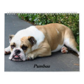 Pumbaa カレンダー (カバー)