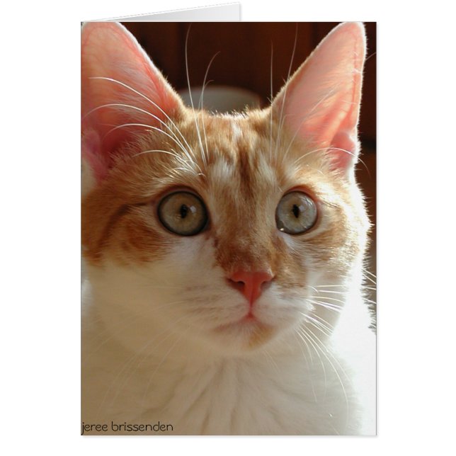 Pumpernickel (正面)