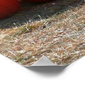 Pumpkin Patch Autumn Harvest Photography ポスター (角)