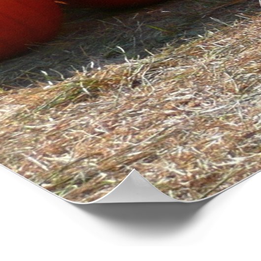 Pumpkin Patch Autumn Harvest Photography ポスター (角)