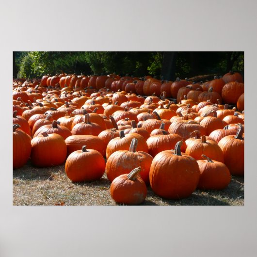 Pumpkin Patch Autumn Harvest Photography ポスター (正面)