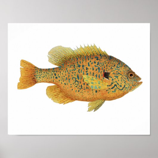 Pumpkinseed Sunfish Art Poster ポスター (正面)