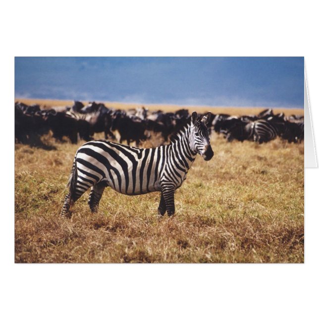 Pundamilia (シマウマ) (正面横)