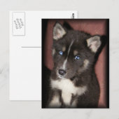pupper_eyesはがき ポストカード (正面/裏面)