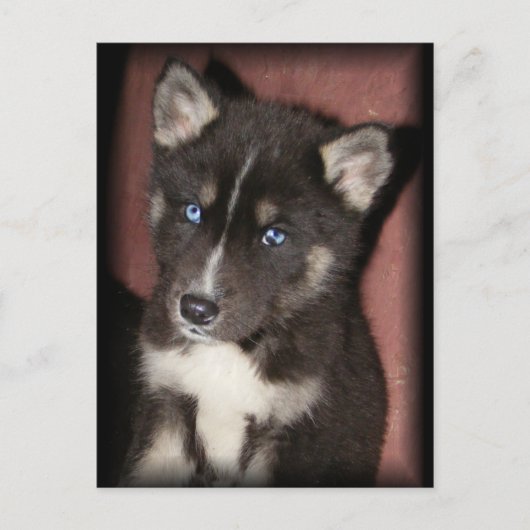pupper_eyesはがき ポストカード (正面)