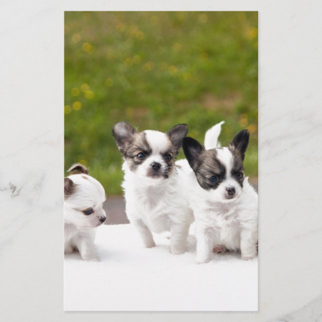 puppies-453532.jpg (正面)