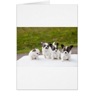 puppies-453532.jpg