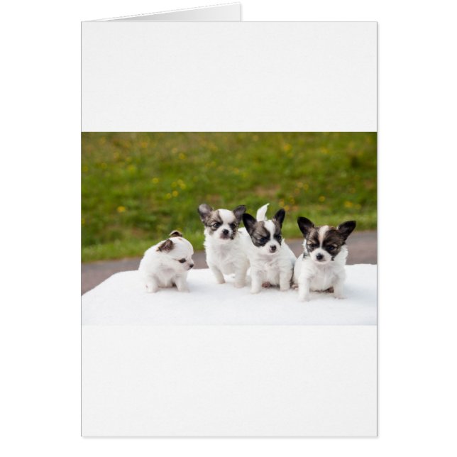 puppies-453532.jpg (正面)