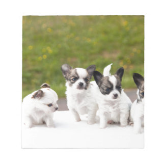 puppies-453532.jpg ノートパッド