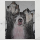 puppy flyers red チラシ (裏面)