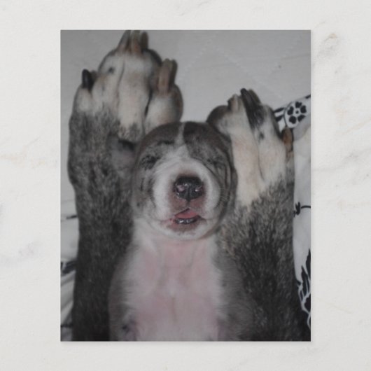 puppy for sale flyer templates チラシ (裏面)