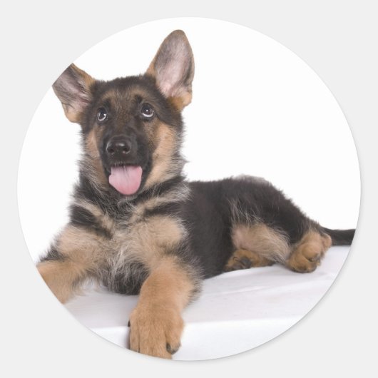 puppy German shepherd ラウンドシール (正面)