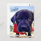 Puppy Hello ポストカード (正面/裏面)