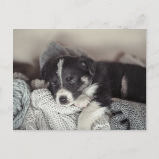Puppy sleeping Holiday Postcard シーズンポストカード (正面)