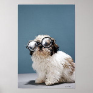 Puppy wearing thick glasses ポスター