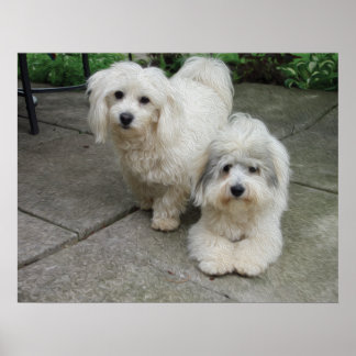 Pupsの油 ポスター