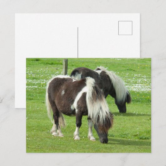 Purebred Shetland Paint Ponies ポストカード (正面/裏面)