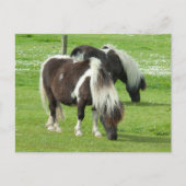 Purebred Shetland Paint Ponies ポストカード (正面)