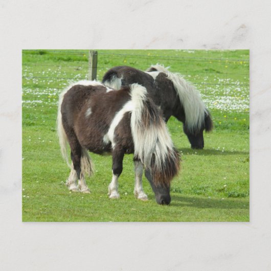 Purebred Shetland Paint Ponies ポストカード (正面)