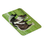 Purebred Shetland Paint Ponies マグネット (右側)