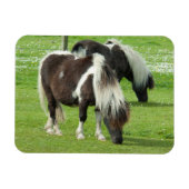 Purebred Shetland Paint Ponies マグネット (横)