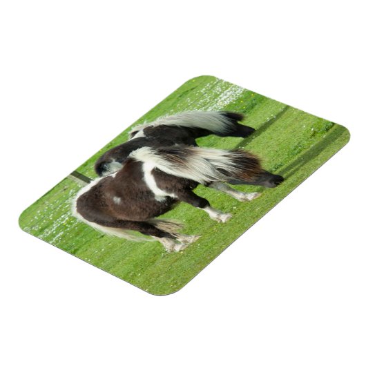 Purebred Shetland Paint Ponies マグネット (左側)