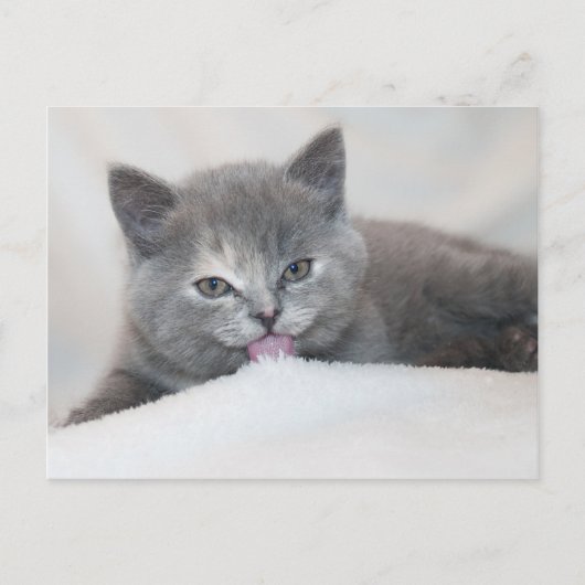 Purfect Tongue Out Cat水平はがき ポストカード (正面)