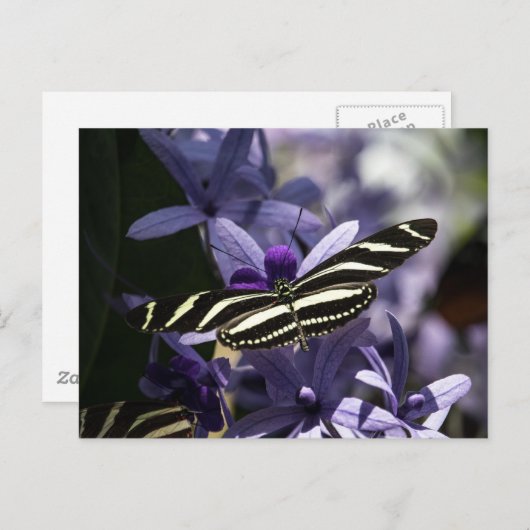 Purple ポストカード (正面/裏面)