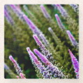 Purple and Green Wildflower ガラスコースター (正面)